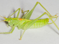 Southern Oak Bush-cricket